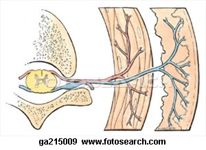 schematic-transverse-section_~GA215009  2.jpg