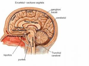 Bazele Anatomo Functionale Ale Sistemului Nervos Central